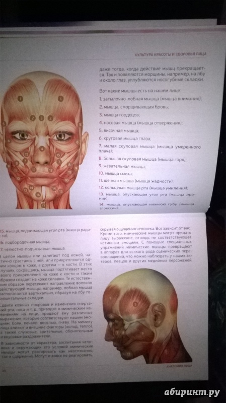 Иллюстрация 20 из 33 для Как избавиться от второго подбородка и восстановить овал лица - Алена Россошинская | Лабиринт - книги. Источник: Mechtatel