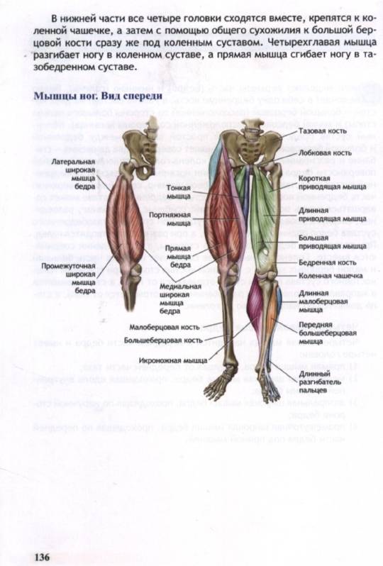 Иллюстрация 12 из 35 для Анатомия бодибилдинга - Ник Эванс | Лабиринт - книги. Источник: Joker