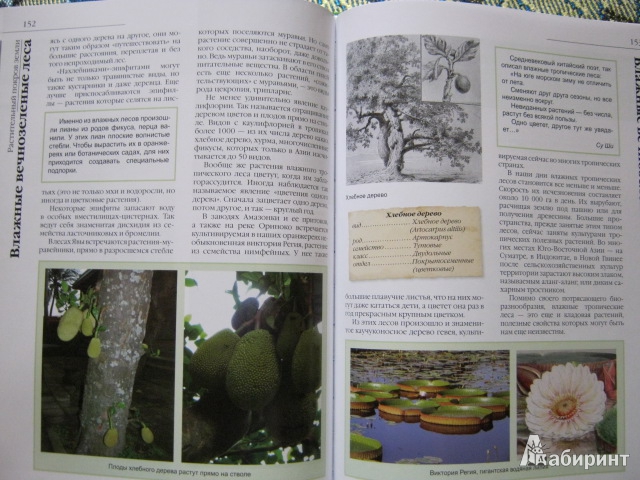 Иллюстрация 48 из 50 для В мире растений - Дикарева, Леонова | Лабиринт - книги. Источник: Евгения39