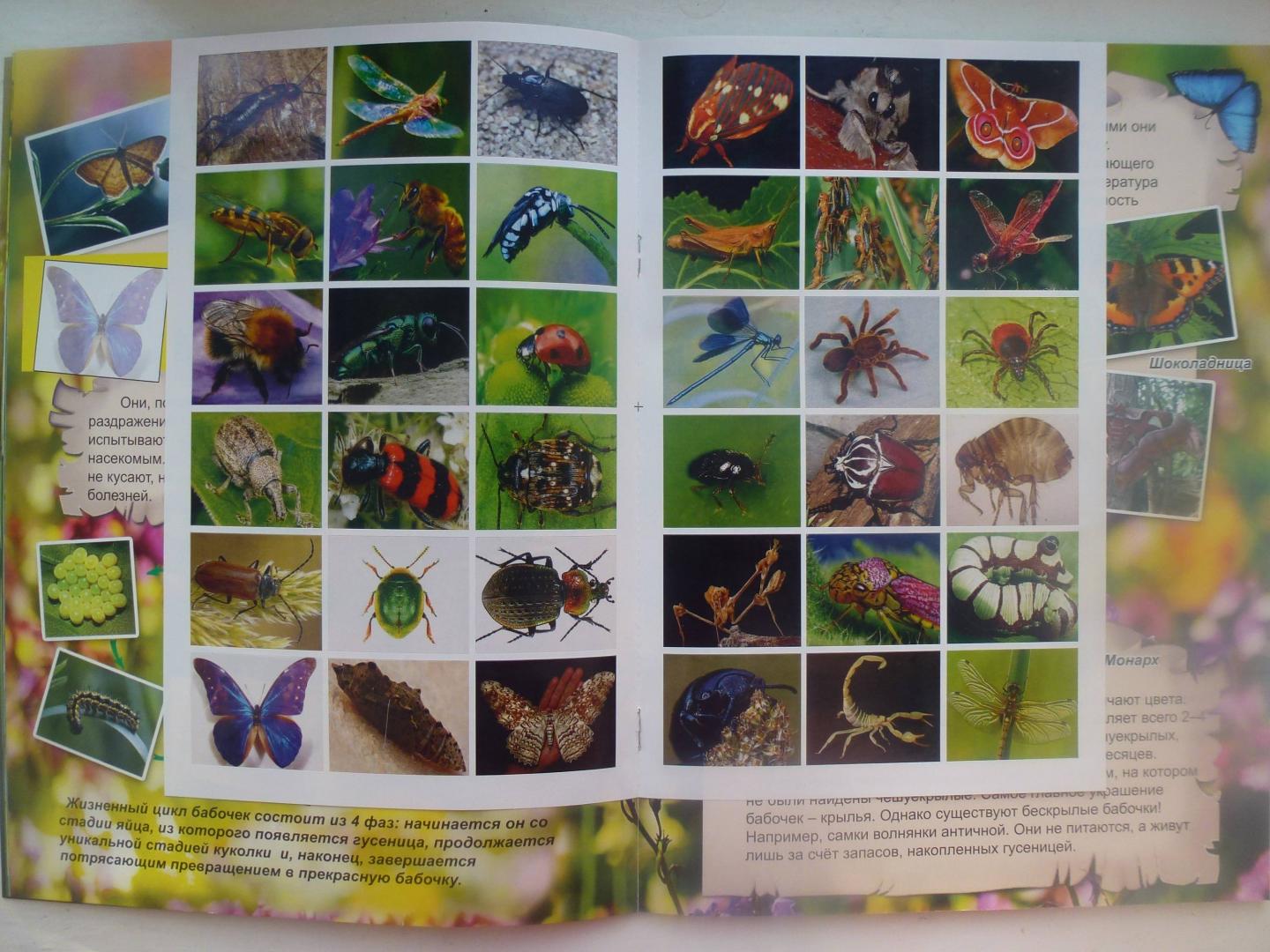 Иллюстрация 43 из 45 для Удивительный мир насекомых | Лабиринт - книги. Источник: Knigolub_IA