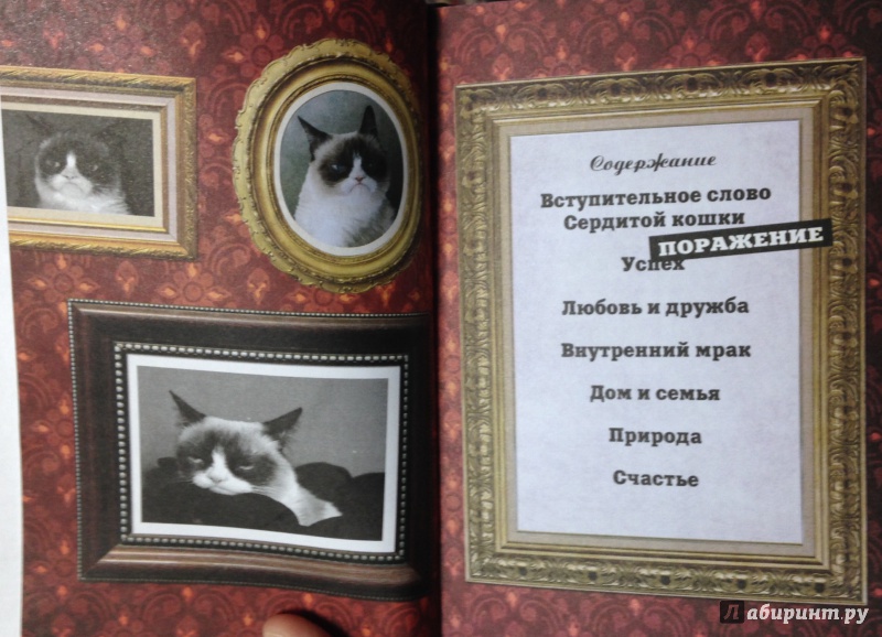 Иллюстрация 4 из 12 для Grumpy Cat. Правила жизни самой сердитой кошки в мире | Лабиринт - книги. Источник: Tatiana Sheehan