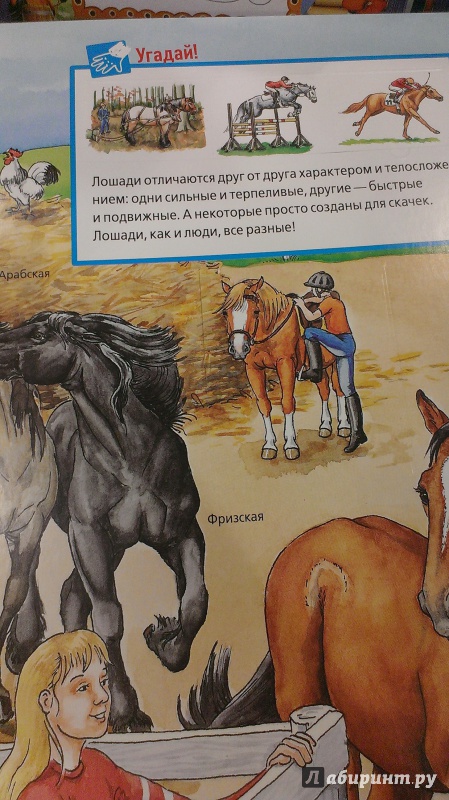 Иллюстрация 18 из 34 для Лошади и пони - Татьяна Марти | Лабиринт - книги. Источник: Савчук Ирина