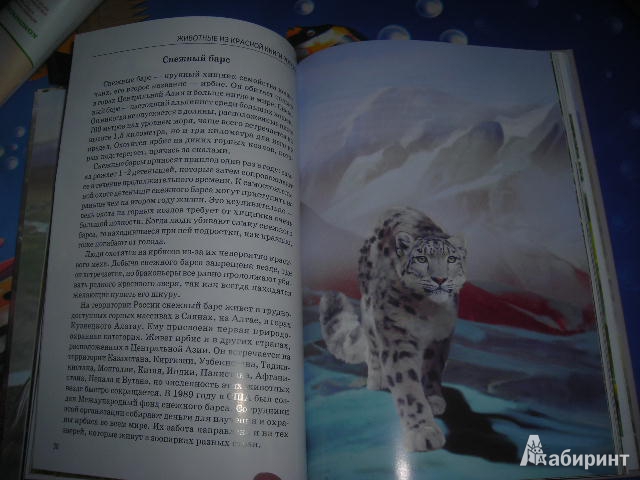 Иллюстрация 32 из 32 для Животные из Красной книги России - Юлия Дунаева | Лабиринт - книги. Источник: Незабудка