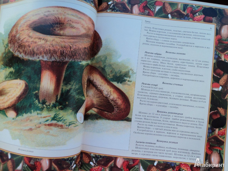 Иллюстрация 20 из 22 для Русский лес. Грибы и ягоды | Лабиринт - книги. Источник: RockBaby