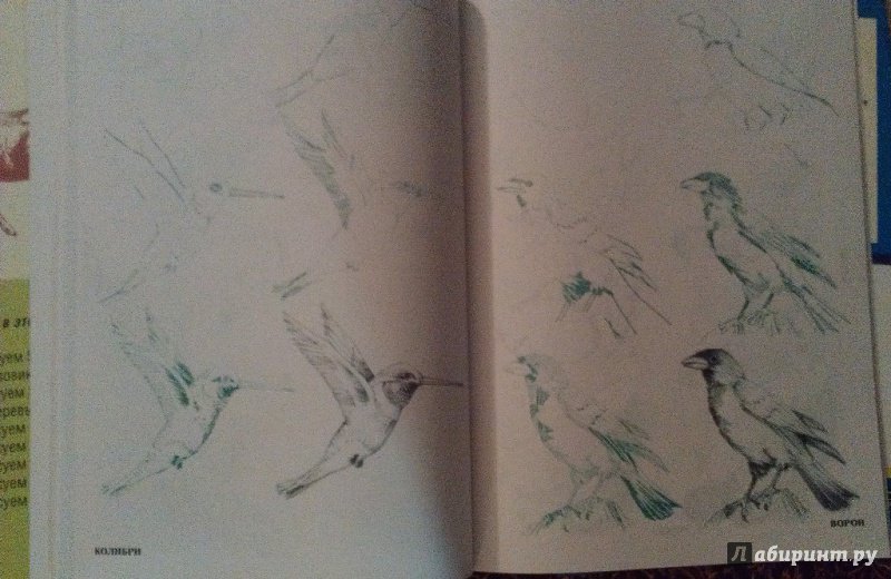 Иллюстрация 14 из 22 для Рисуем 50 птиц - Эймис, Д'Адамо | Лабиринт - книги. Источник: ss0263042