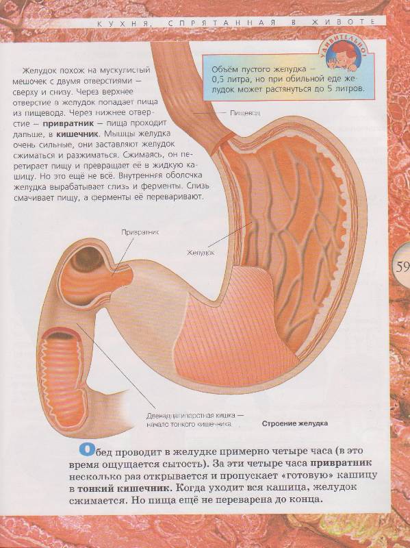 Иллюстрация 18 из 19 для Анатомия человека - Александр Мирер | Лабиринт - книги. Источник: Юта