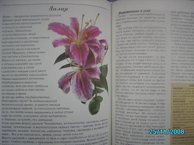 Иллюстрация 5 из 9 для Любимые цветы - Ганичкина, Ганичкин | Лабиринт - книги. Источник: Звездочка
