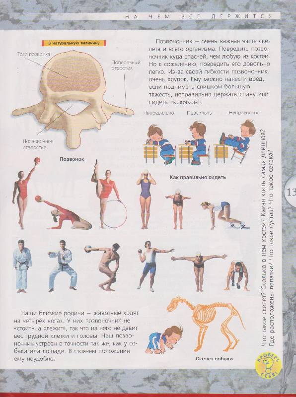 Иллюстрация 5 из 19 для Анатомия человека - Александр Мирер | Лабиринт - книги. Источник: Юта