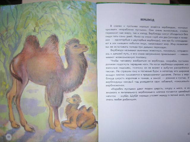 Иллюстрация 35 из 40 для Азбука живой природы - Александр Барков | Лабиринт - книги. Источник: Матюша