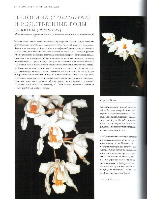 Иллюстрация 12 из 13 для Орхидеи в вашем доме. Выращивание, размножение и видовое разнообразие - Дэвид Бэнкс | Лабиринт - книги. Источник: Prospere