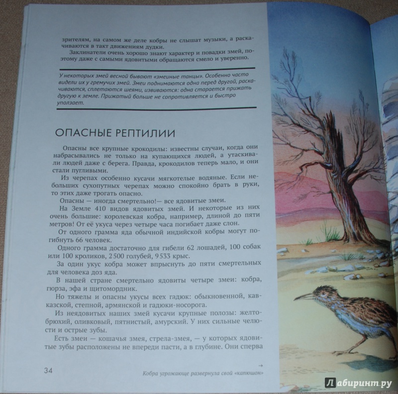 Иллюстрация 29 из 44 для Рептилии - Николай Сладков | Лабиринт - книги. Источник: Книжный кот