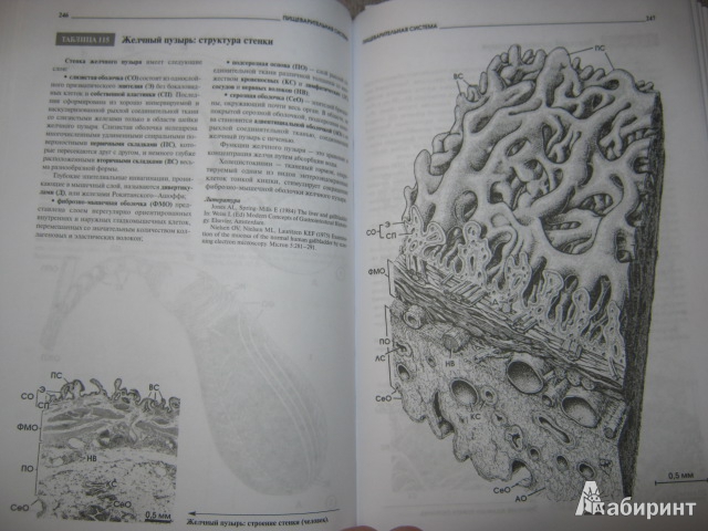 Иллюстрация 6 из 11 для Атлас микроскопической анатомии человека - Радивой Крстич | Лабиринт - книги. Источник: Евгения39