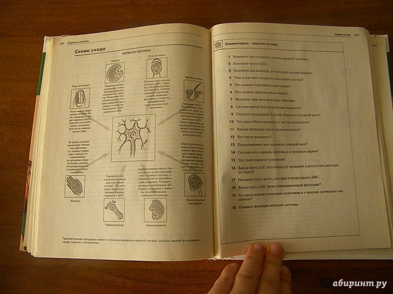 Иллюстрация 6 из 6 для Анатомия и физиология | Лабиринт - книги. Источник: Oresta