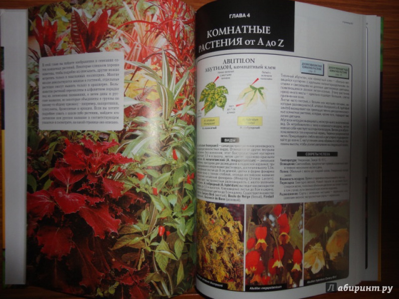Иллюстрация 4 из 31 для Все о комнатных растениях - Дэвид Хессайон | Лабиринт - книги. Источник: Kristin