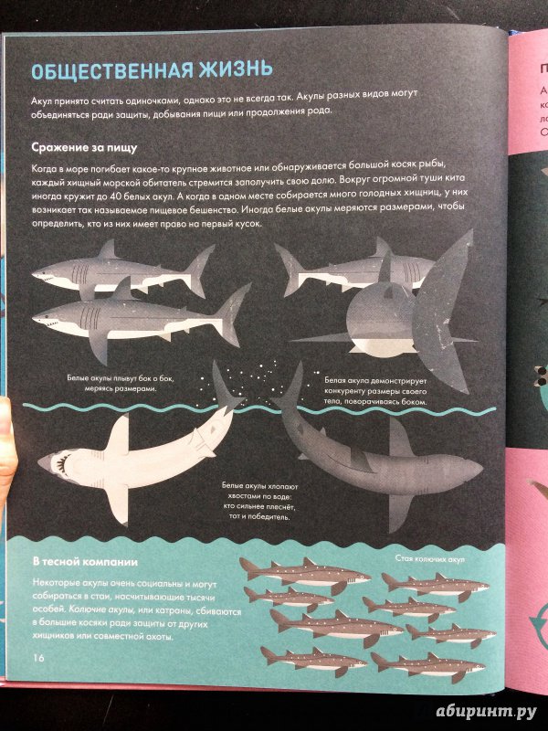 Иллюстрация 11 из 48 для Без ума от акул - Оуэн Дэйви | Лабиринт - книги. Источник: Лабиринт