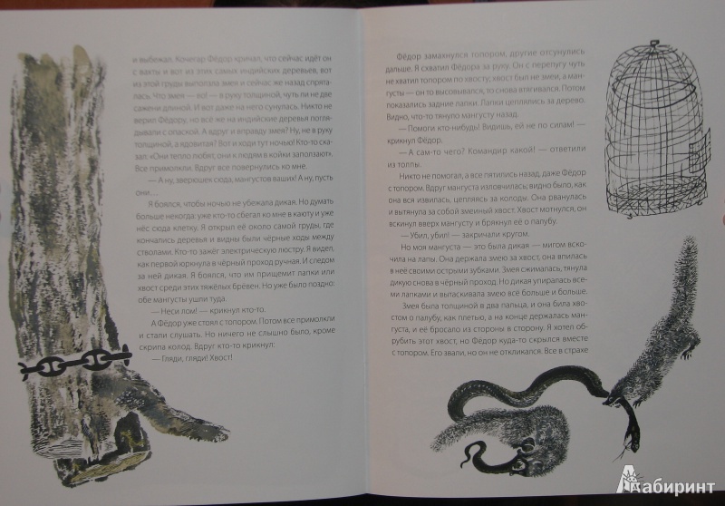 Третьяков эра мангуста том 1 читать. Книжка про мангуста. Житков мангуста книга. Иллюстрации мангуста Житкова. Житков мангуста сколько страниц.