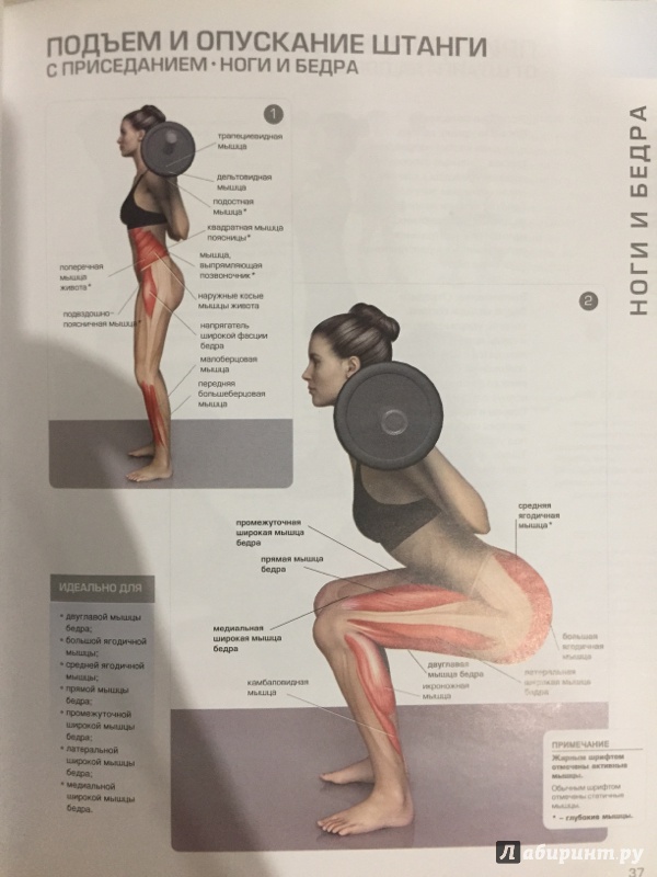 Иллюстрация 6 из 9 для Анатомия упражнений: Тренер и помощник в ваших занятиях - Пэт Маноккиа | Лабиринт - книги. Источник: Kirill  De Pavlua