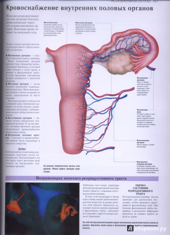 Иллюстрация 21 из 27 для Самый полный атлас по анатомии и физиологии | Лабиринт - книги. Источник: lidiya15