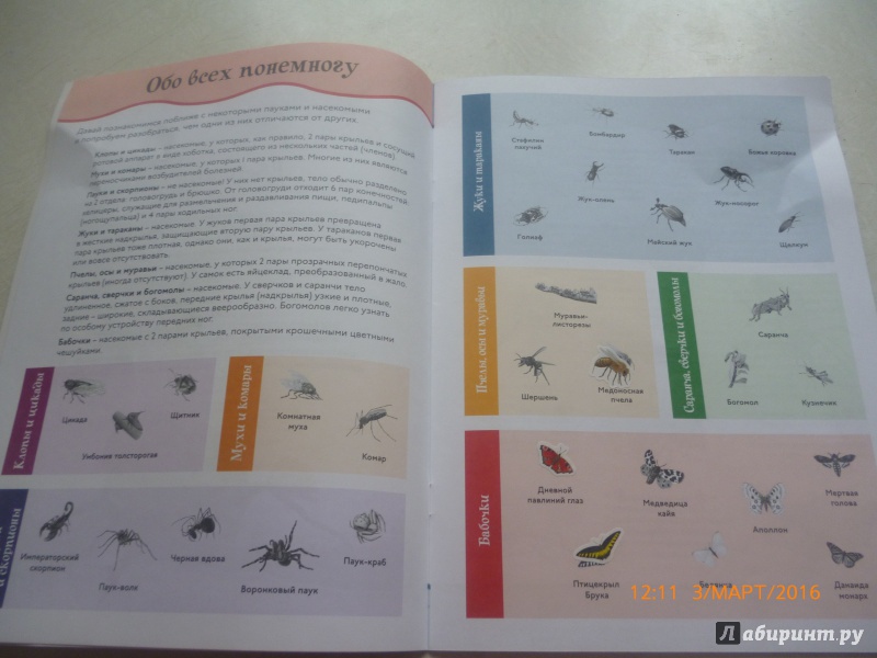 Иллюстрация 6 из 17 для Пауки и насекомые | Лабиринт - книги. Источник: Горячих  Ксения Нурулловна