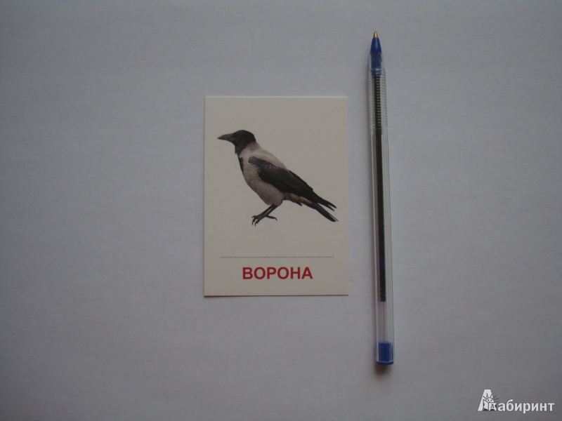 Иллюстрация 1 из 27 для Раздаточные карточки "Птицы России" (63х87 мм) | Лабиринт - книги. Источник: Борисова  Алла