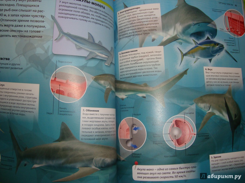 Иллюстрация 7 из 19 для Акулы | Лабиринт - книги. Источник: Ярославцева  Марина Викторовна