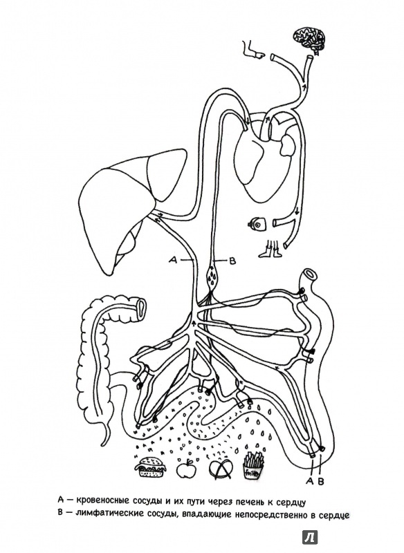 Иллюстрация 50 из 186 для Очаровательный кишечник. Как самый могущественный орган управляет нами - Джулия Эндерс | Лабиринт - книги. Источник: Буковка