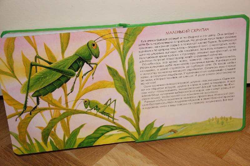 Иллюстрация 10 из 11 для Какие бывают насекомые - Юлия Шенгелая | Лабиринт - книги. Источник: Vilvarin  Laurea