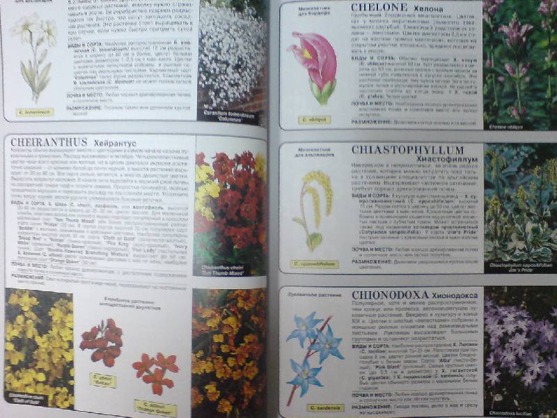 Иллюстрация 4 из 22 для Все о цветах в вашем саду - Дэвид Хессайон | Лабиринт - книги. Источник: Настёна