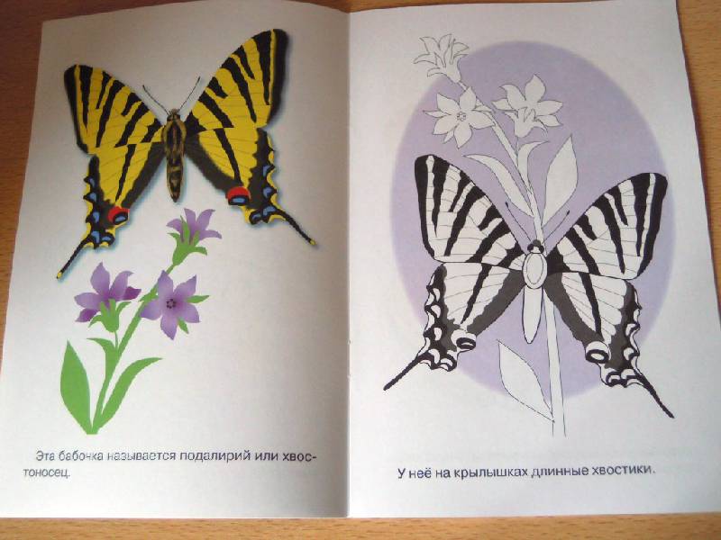 Иллюстрация 4 из 6 для Раскраска. Бабочки | Лабиринт - книги. Источник: Iwolga
