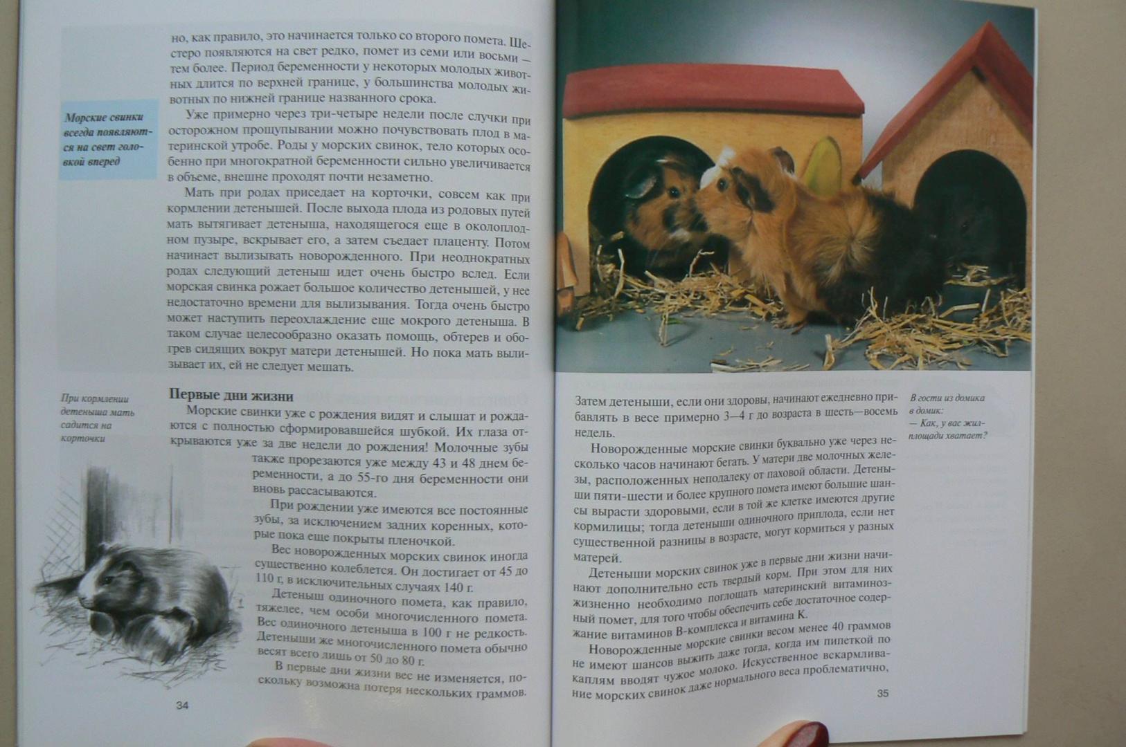 Иллюстрация 18 из 18 для Морские свинки. Содержание и уход - Дитрих Альтман | Лабиринт - книги. Источник: Лидия