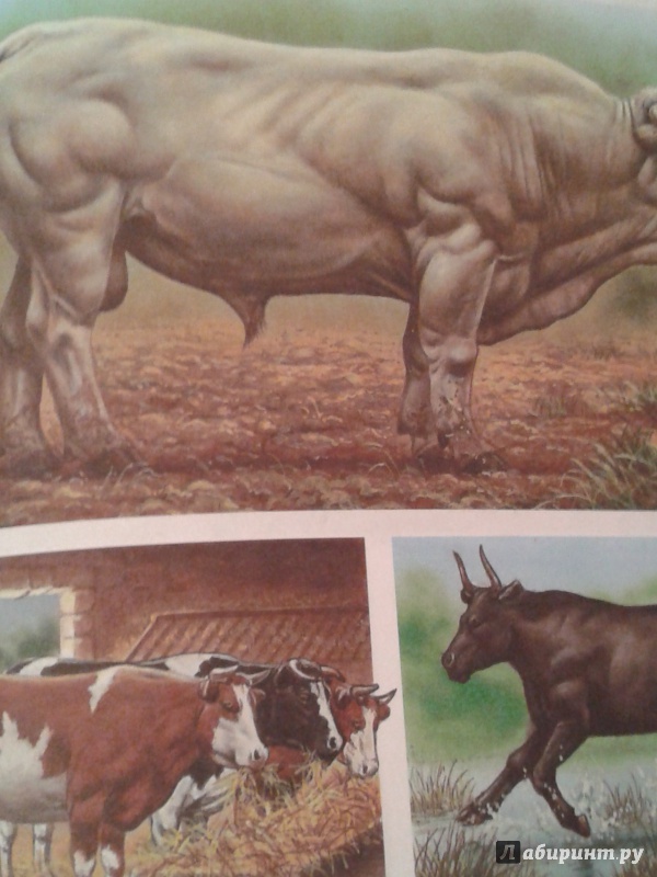 Иллюстрация 41 из 59 для Животные - Эмили Бомон | Лабиринт - книги. Источник: Написатель