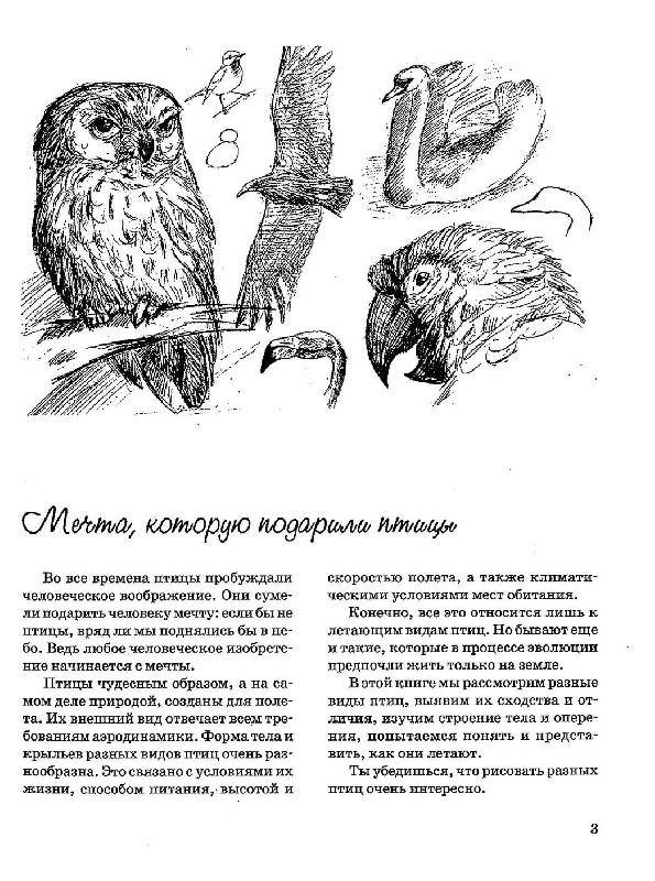 Иллюстрация 2 из 5 для Как нарисовать птицу - Наталья Рымарь | Лабиринт - книги. Источник: GallaL