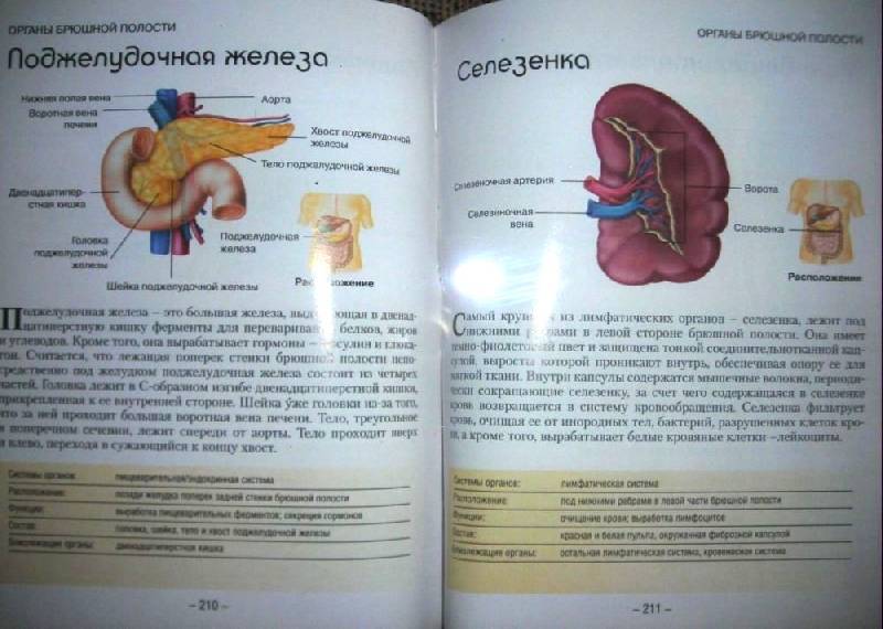 Иллюстрация 5 из 5 для Анатомия человека. Как работает ваше тело | Лабиринт - книги. Источник: bel-k