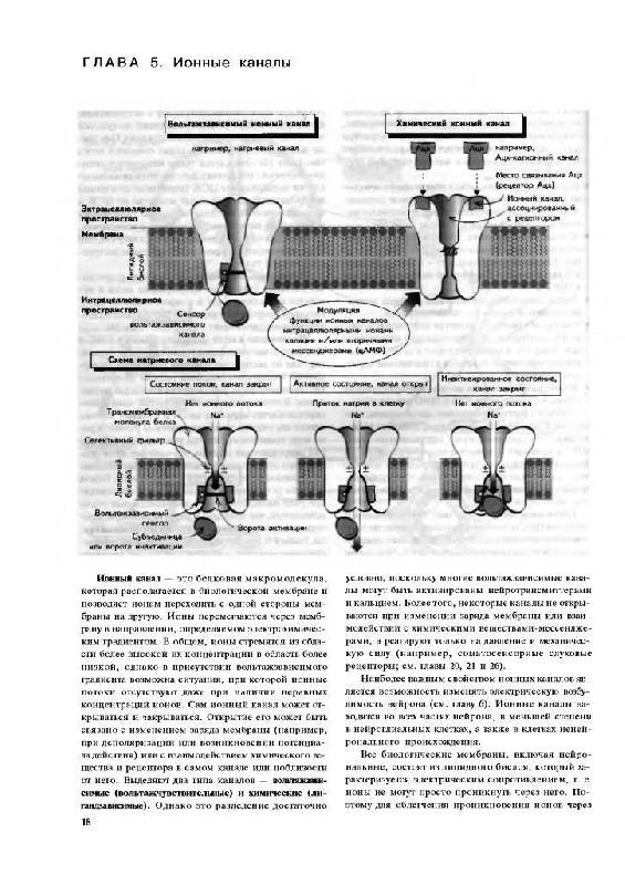 Иллюстрация 8 из 15 для Наглядная неврология - Баркер, Нил, Барази | Лабиринт - книги. Источник: Юта