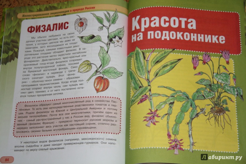 Иллюстрация 5 из 6 для Культурные растения - Сергей Шустов | Лабиринт - книги. Источник: Шаткова  Наталия