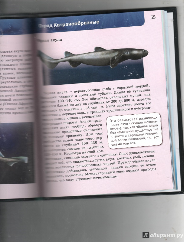 Иллюстрация 30 из 37 для Акулы | Лабиринт - книги. Источник: Никед