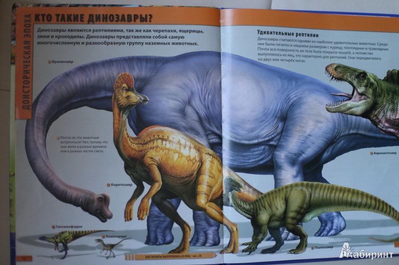 Иллюстрация 13 из 22 для Мир динозавров - Барбара Маевская | Лабиринт - книги. Источник: Гурова  Ксения