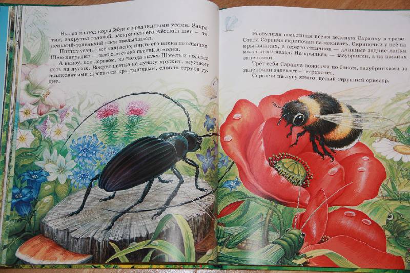 Иллюстрация 33 из 35 для Сказки о животных - Виталий Бианки | Лабиринт - книги. Источник: Vilvarin  Laurea