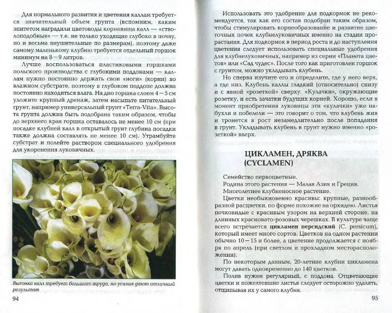 Иллюстрация 5 из 21 для Луковичные и клубневые растения - Е.К. Беляевская | Лабиринт - книги. Источник: enotniydrug