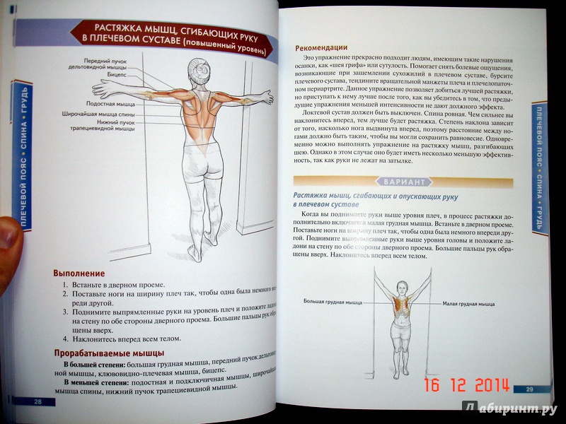 Иллюстрация 14 из 73 для Анатомия упражнений на растяжку - Нельсон, Кокконен | Лабиринт - книги. Источник: Kassavetes