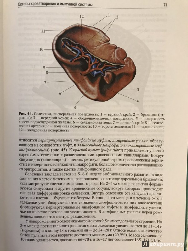 Иллюстрация 12 из 26 для Анатомия человека. Учебник. В 2-х томах. Том 2 - Сапин, Николенко, Никитюк, Чава | Лабиринт - книги. Источник: Ромыдтчъ