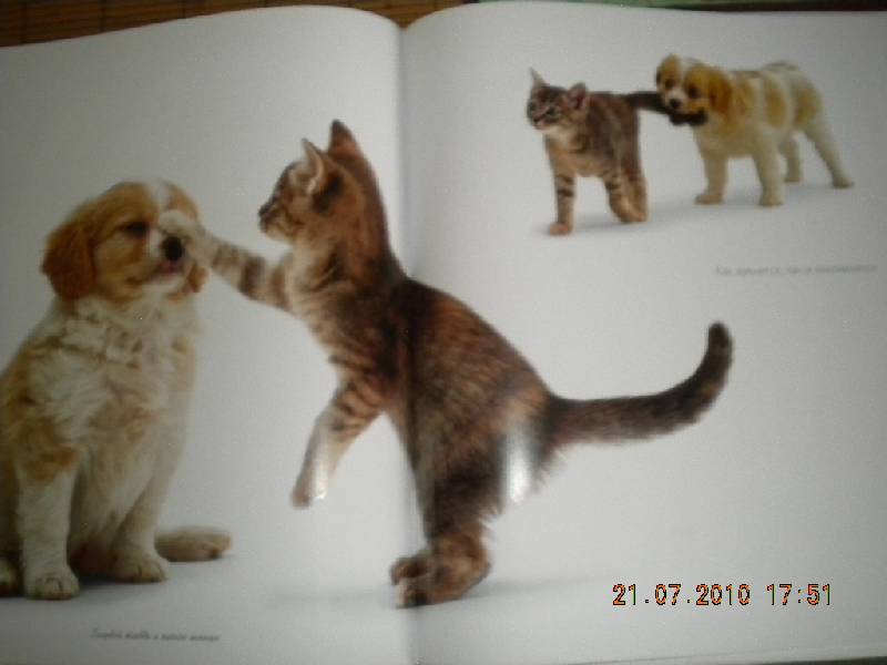 Иллюстрация 19 из 30 для Жизнь кошек - Джейн Бартон | Лабиринт - книги. Источник: Девушка с кошкой