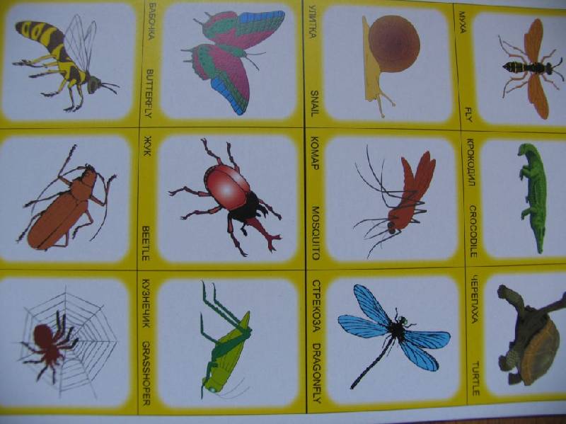Про насекомых для детей 3 4. Игра лото насекомые для детей. Насекомые для дошкольников. Карточки для детей. Насекомые. Насекомые с названиями для детей.