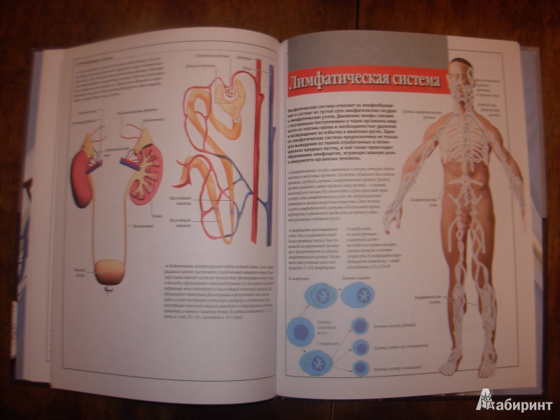 Иллюстрация 7 из 9 для Атлас анатомии человека | Лабиринт - книги. Источник: Коробов  Сергей