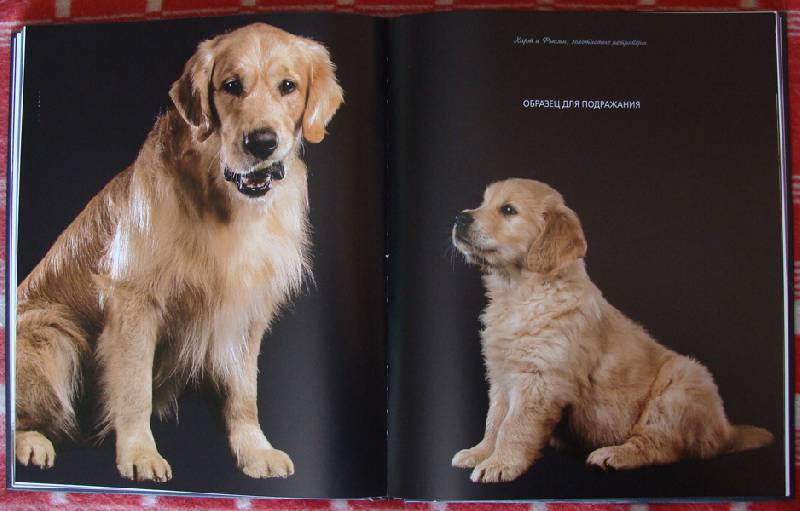 Иллюстрация 36 из 37 для Жизнь собак - Громис ди Трана Катерина | Лабиринт - книги. Источник: ЛиС-а
