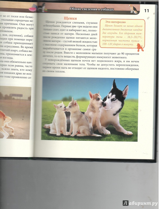 Иллюстрация 24 из 27 для Собаки - Леся Калугина | Лабиринт - книги. Источник: Никед