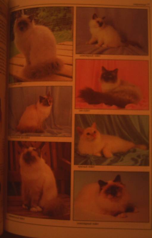 Иллюстрация 8 из 39 для Все о породах кошек - Джульетта Мей | Лабиринт - книги. Источник: АлЮр