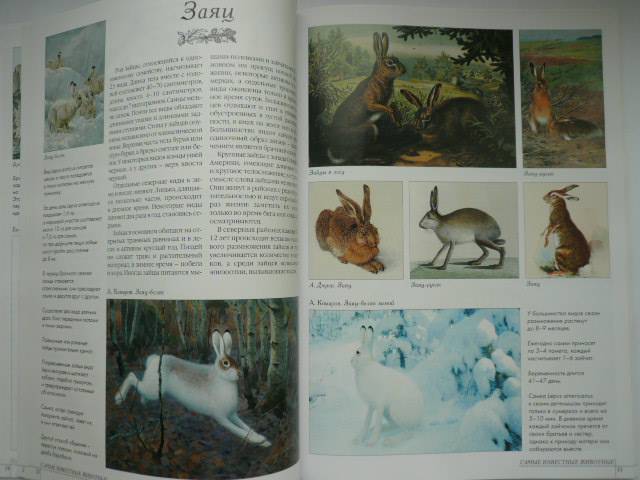 Иллюстрация 45 из 52 для Самые известные животные | Лабиринт - книги. Источник: Nadezhda_S