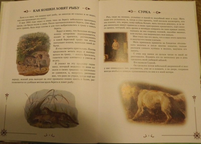 Иллюстрация 3 из 11 для Интересные рассказы о животных | Лабиринт - книги. Источник: Mamulechka