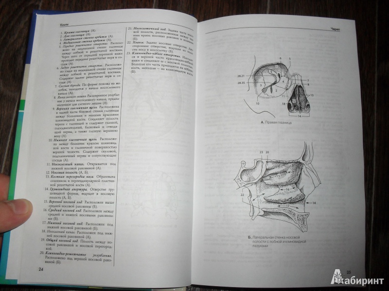 Иллюстрация 5 из 10 для Карманный атлас анатомии человека - Фениш, Даубер | Лабиринт - книги. Источник: ВраЧиталла